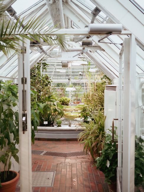 Inside a bright greenhouse with a glass ceiling and white metal framework, various lush green plants and ferns are arranged along the sides and center, creating a dense, vibrant interior. The brick-tiled floor appears clean and dry, and natural light floods the space through the large glass panels. The greenhouse includes a central water feature with floating lily pads. The environment is well-maintained, emphasizing cleanliness and horticultural care, reflecting the expertise of Surrey Carpet Cleaning in surface cleaning and maintenance of indoor plant environments.